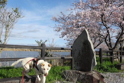 ゴンと桜