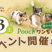 Poochイベント