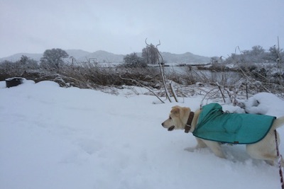 ゴンと雪