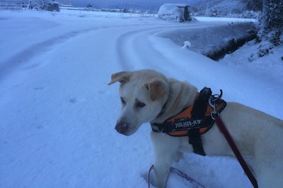 ゴン、雪