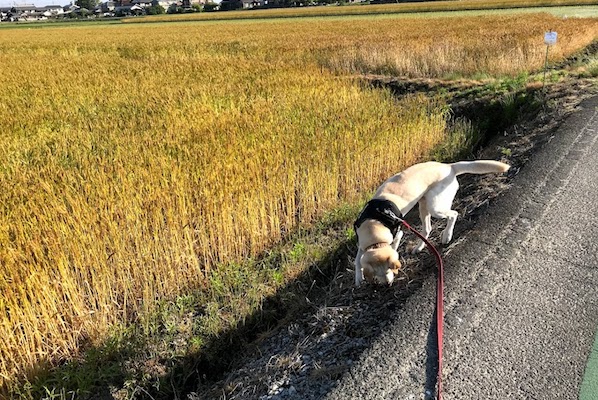 においを嗅ぐ犬