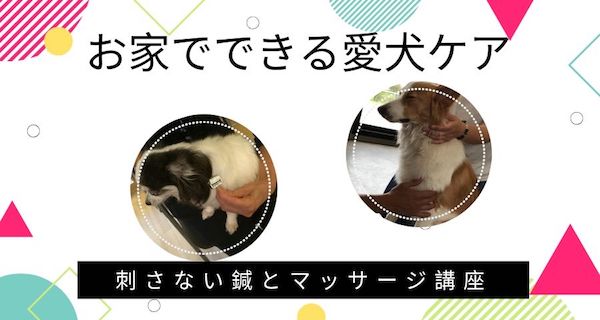 お家でできる愛犬ケア