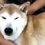 犬も緊張が続いたら、こりをほぐしてあげましょう