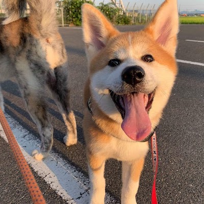 ちび秋田犬