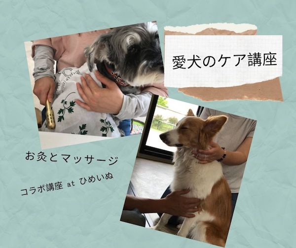 愛犬のケア講座