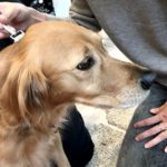 ローラー鍼もお灸も犬猫の体を柔らかくします