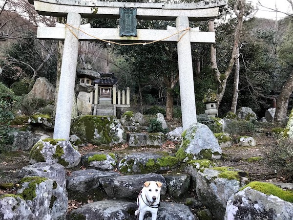 我が家の犬から神社の前でご挨拶