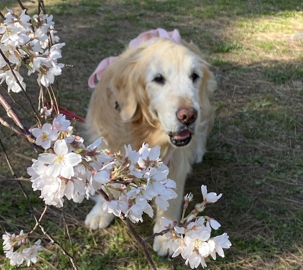 桜の下のゴールデン