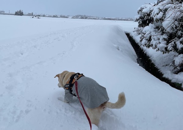雪の中を散歩する犬